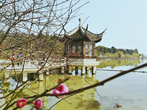锦溪尽头-桃花盛开的地方